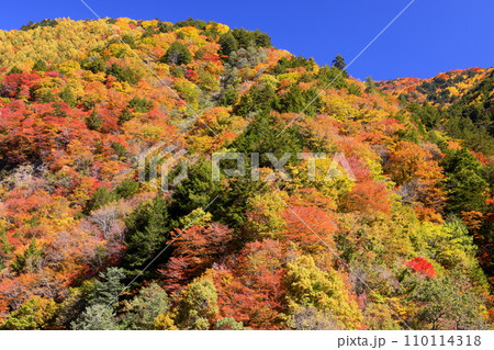 長野県松本市安曇 梓川にかかる前川渡大橋からの川沿いの紅葉の景色 長野県松本市安曇 梓川にかかる前川渡大橋からの川沿いの紅葉の景色 110114318