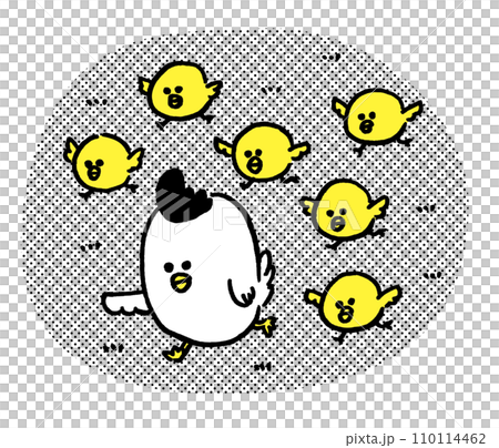 A parent and child of round and cute chickens 110114462