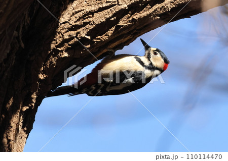 生き物　野鳥　アカゲラ、オスです。重力に逆らって餌探し 110114470