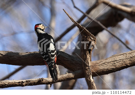 生き物　野鳥　アカゲラ、オスです。後頭部は鮮やかな赤、背中は真っ黒です 110114472