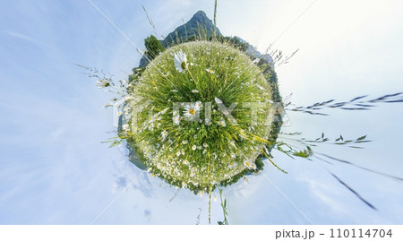 Chamomile field panorama. White daisy flowers in large field of lush green grass at sunset. 360 little planet panorama. Chamomile flowers field. Nature, flowers, spring, biology, fauna concept Chamomile field panorama. White daisy flowers in large field of lush green grass at sunset. 360 little planet panorama. Chamomile flowers field. Nature, flowers, spring, biology, fauna concept 110114704
