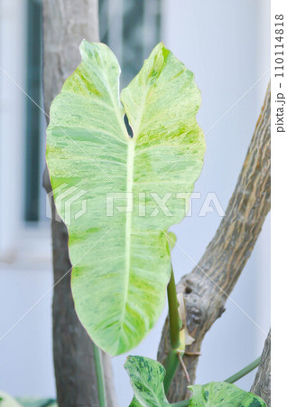 Paraiso Verde or Philodendron paraiso verde or verdant paradise or Philodendron paraiso Paraiso Verde or Philodendron paraiso verde or verdant paradise or Philodendron paraiso 110114818