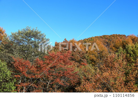 裏磐梯の紅葉 中津川渓谷 裏磐梯の紅葉 中津川渓谷 110114856