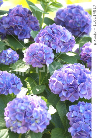 梅雨の晴れ間に咲く紫陽花 110114917