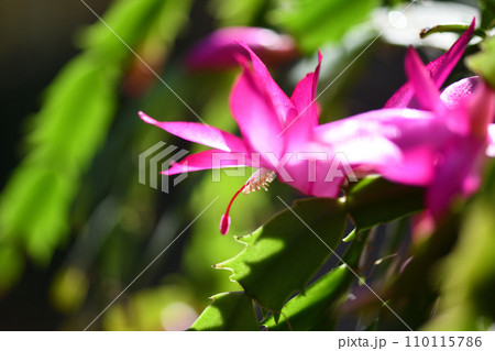 シャコバサボテン(蝦蛄葉仙人掌)の花 シャコバサボテン(蝦蛄葉仙人掌)の花 110115786