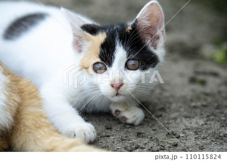 可愛い子猫たち~癒しの時間~ 可愛い子猫たち~癒しの時間~ 110115824