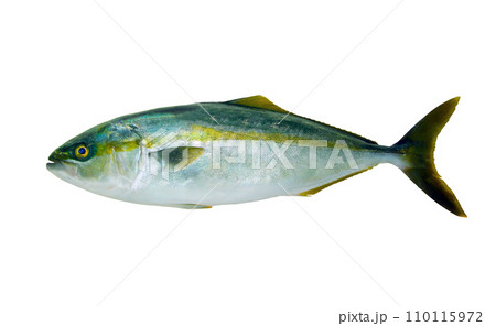 冬の高級鳶魚、ブリ(鰤)の魚体・切り抜き白背景png画像 冬の高級鳶魚、ブリ(鰤)の魚体・切り抜き白背景png画像 110115972