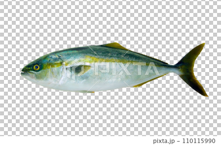 Winter high-grade kite fish, yellowtail (yellowtail) body/cutout white background png image Winter high-grade kite fish, yellowtail (yellowtail) body/cutout white background png image 110115990
