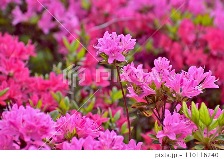 菅無田公園　山口　ツツジ 110116240