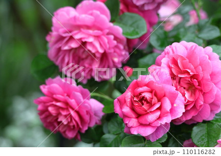 花の女王 110116282