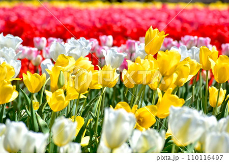 島根 チューリップ 春 伯太チューリップ 島根 チューリップ 春 伯太チューリップ 110116497