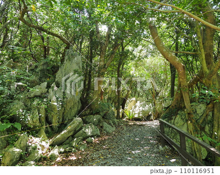やんばる国立公園・大石林山/岩のある風景（沖縄県国頭郡国頭村） 110116951