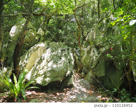 やんばる国立公園・大石林山/緑に囲まれた岩（沖縄県国頭郡国頭村） 110116952
