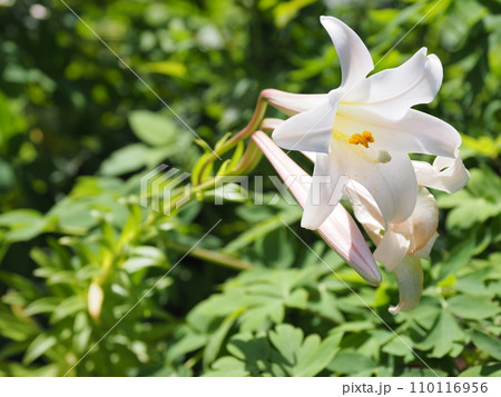 テッポウユリ(やんばる国立公園・大石林山・沖縄県国頭郡国頭村) テッポウユリ(やんばる国立公園・大石林山・沖縄県国頭郡国頭村) 110116956