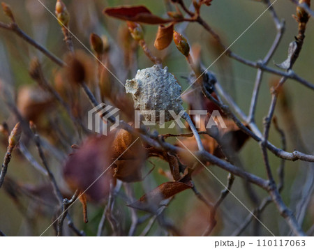 スズメバチ科ミカドトックリバチの泥の巣 110117063