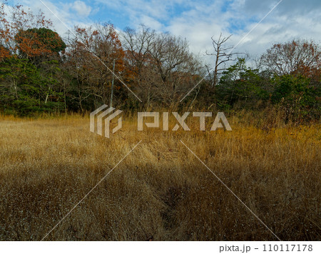 愛知県森林公園の湿地 110117178