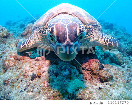 沖縄ダイビング　ウミガメ　アオウミガメ　スキューバダイビング 110117279