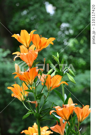 純潔を象徴する花 純潔を象徴する花 110117420