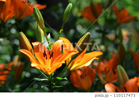 純潔を象徴する花 110117473