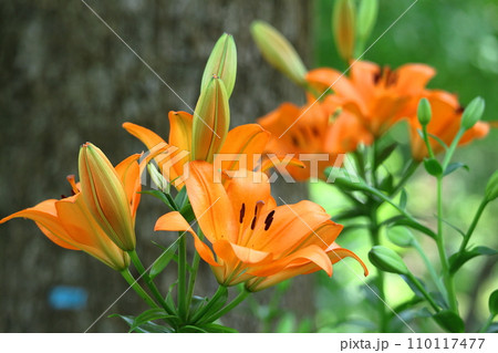 純潔を象徴する花 純潔を象徴する花 110117477