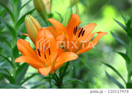 純潔を象徴する花 110117478