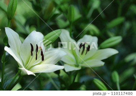 純潔を象徴する花 純潔を象徴する花 110117480