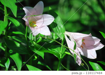純潔を象徴する花 110117484