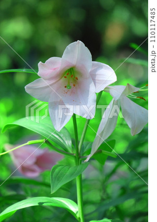 純潔を象徴する花 純潔を象徴する花 110117485