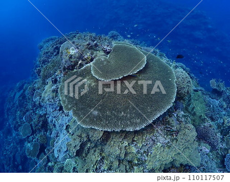 石垣島 沖縄ダイビング 珊瑚礁 スキューバダイビング 石垣島 沖縄ダイビング 珊瑚礁 スキューバダイビング 110117507
