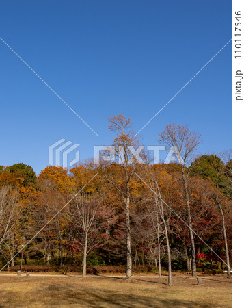 木々が色づいている晩秋の公園風景(千葉県松戸市・21世紀の森と広場) 木々が色づいている晩秋の公園風景(千葉県松戸市・21世紀の森と広場) 110117546