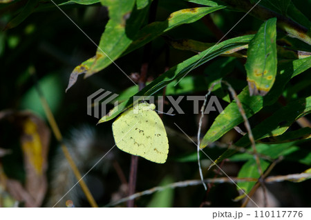 越冬するシロチョウ科キタキチョウ 110117776