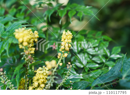 Berberis bealei, also known as leatherleaf mahonia, Beale's barberry or Oregon grape 110117795