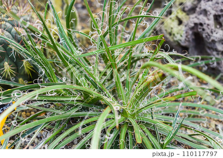 Agave filifera, the thread agave plant close up 110117797