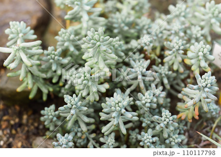 Sedum pachyphyllum plant close up 110117798