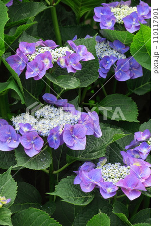 雨に濡れて咲く 110117901