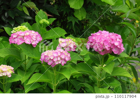 雨に濡れて咲く 110117904