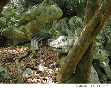 やんばる国立公園・大石林山/イグアナ岩（沖縄県国頭郡国頭村）3 110117927