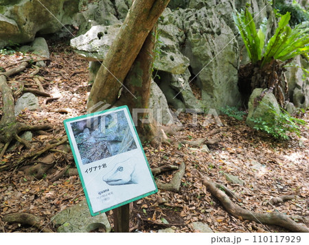 やんばる国立公園・大石林山/イグアナ岩(沖縄県国頭郡国頭村)2 やんばる国立公園・大石林山/イグアナ岩(沖縄県国頭郡国頭村)2 110117929