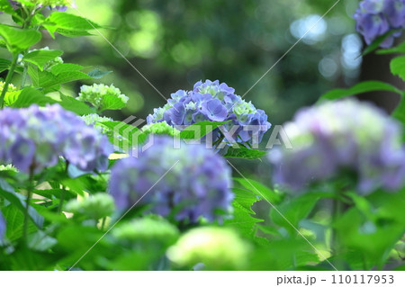 雨に濡れて咲く 110117953