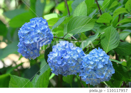 雨に濡れて咲く 110117957