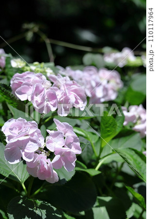 雨に濡れて咲く 110117964