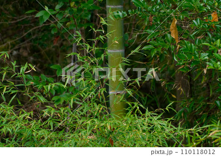 冬の孟宗竹 110118012