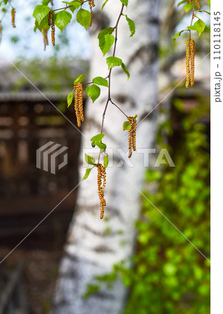 Young fresh birch catkins on a birch tree background Young fresh birch catkins on a birch tree background 110118145