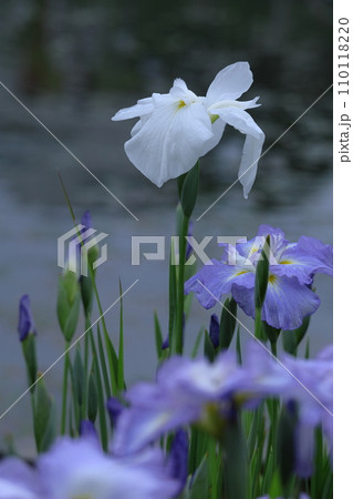 凛として優雅に咲く 110118220