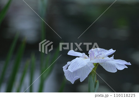 凛として優雅に咲く 110118225