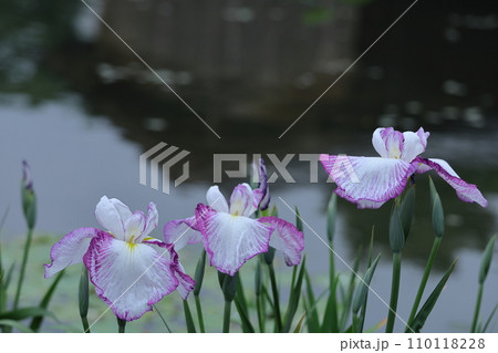 凛として優雅に咲く 凛として優雅に咲く 110118228