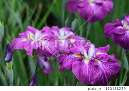 凛として優雅に咲く 凛として優雅に咲く 110118239