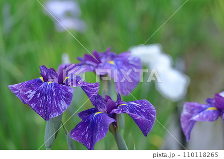 凛として優雅に咲く 110118265