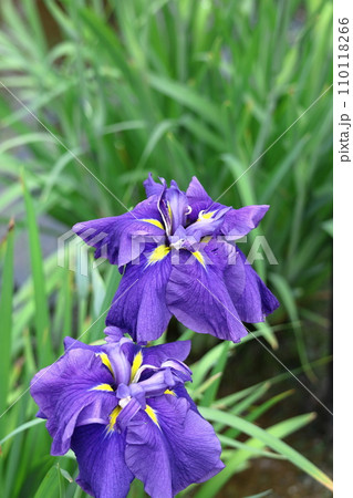 凛として優雅に咲く 110118266