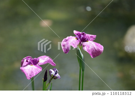 凛として優雅に咲く 110118312